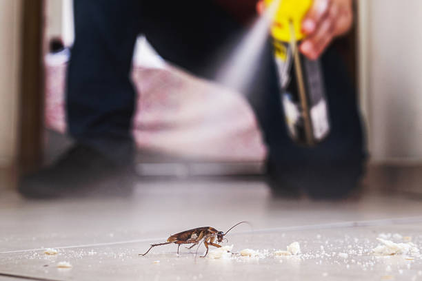 Wasp Removal Services in Fennimore, WI